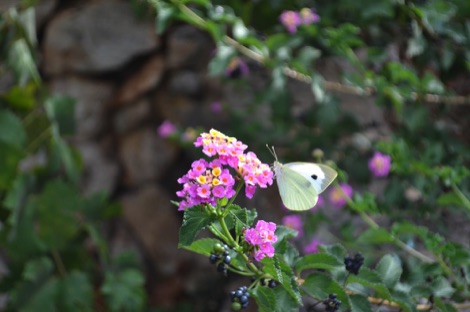 Flower with butterfly, Son Triay, Menorca